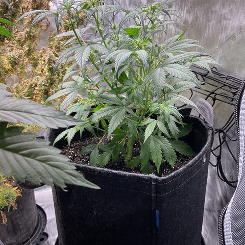 Gorillia Zkittles #1 growlog photo: flower week 3 day 15