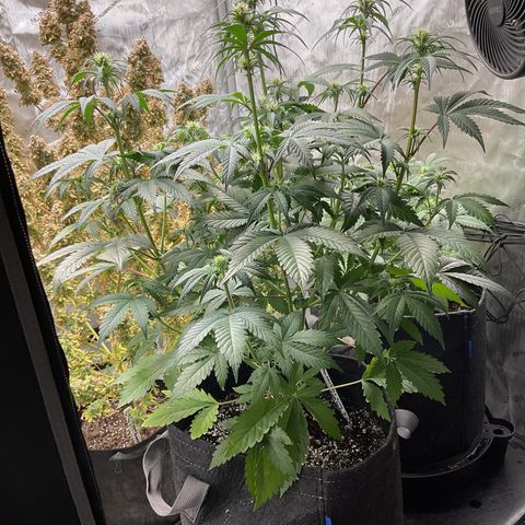 Gorillia Zkittles #2 growlog photo: Flower week 3 day 15