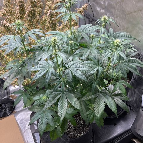 Gorillia Zkittles #2 growlog photo: Flower week 3 day 15