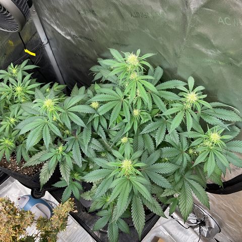 Gorillia Zkittles #2 growlog photo: Flower week 3 day 15