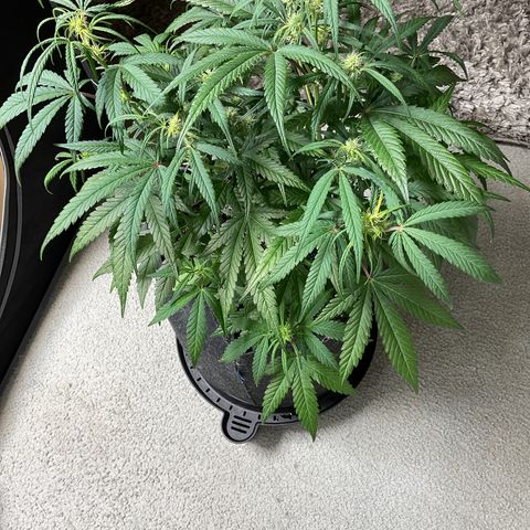 Gorillia Zkittles #3 growlog photo: Flower week 3 day 15