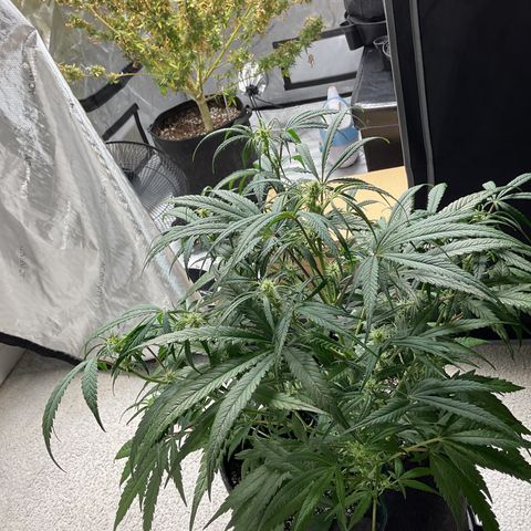 Gorillia Zkittles #3 growlog photo: Flower week 3 day 15