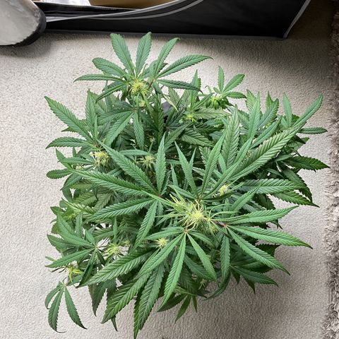 Gorillia Zkittles #3 growlog photo: Flower week 3 day 15