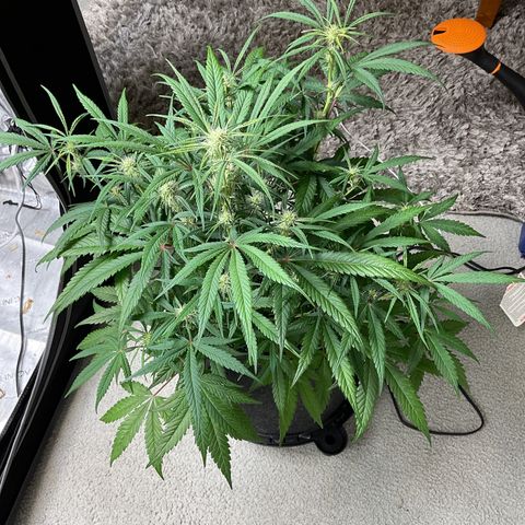 Gorillia Zkittles #3 growlog photo: Before defoliating