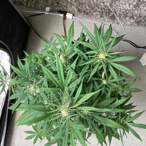 Gorillia Zkittles #3 growlog photo: Before defoliating