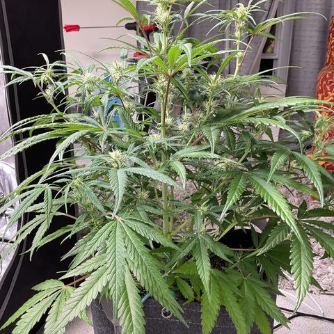 Gorillia Zkittles #3 growlog photo: Before defoliating