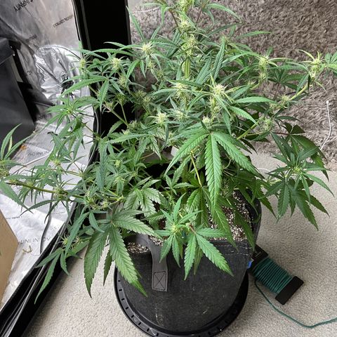 Gorillia Zkittles #3 growlog photo: After defoliating and some lst.