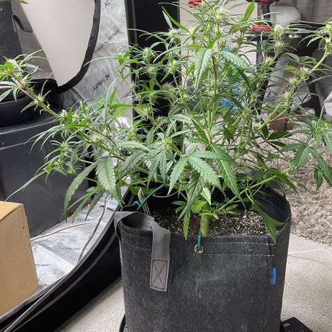 Gorillia Zkittles #3 growlog photo: After defoliating and some lst.