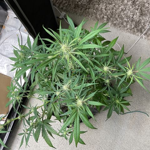 Gorillia Zkittles #3 growlog photo: After defoliating and some lst.