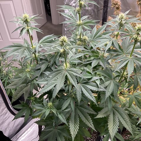 Gorillia Zkittles #2 growlog photo: Before defoliating