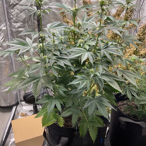 Gorillia Zkittles #2 growlog photo: Before defoliating