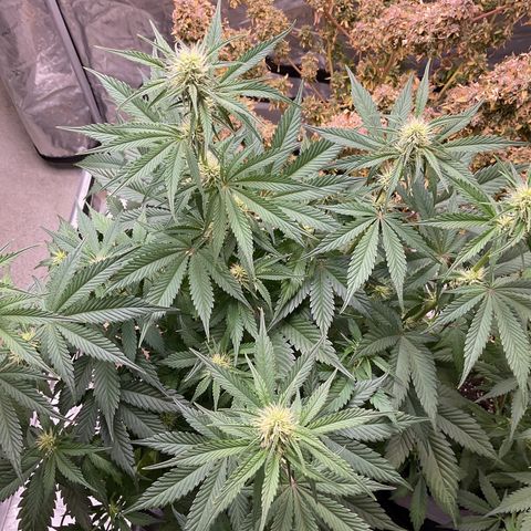Gorillia Zkittles #2 growlog photo: Before defoliating