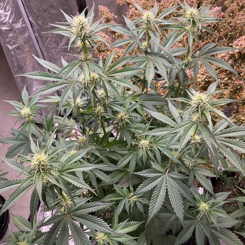 Gorillia Zkittles #2 growlog photo: After defoliating
