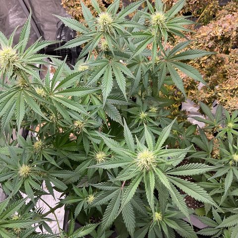 Gorillia Zkittles #2 growlog photo: After defoliating
