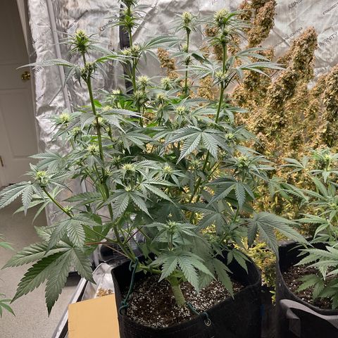 Gorillia Zkittles #2 growlog photo: After defoliating