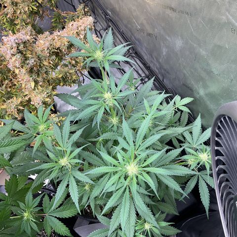 Gorillia Zkittles #1 growlog photo: Before defoliating