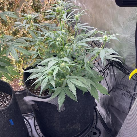 Gorillia Zkittles #1 growlog photo: Before defoliating