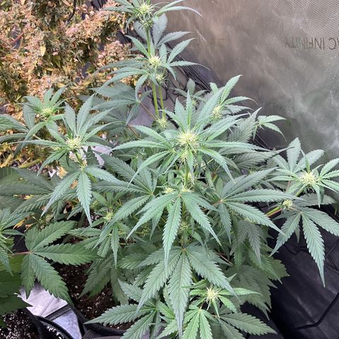 Gorillia Zkittles #1 growlog photo: Before defoliating