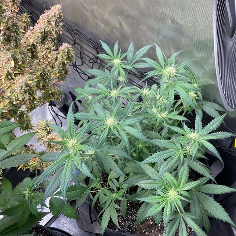 Gorillia Zkittles #1 growlog photo: After defoliating