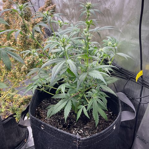 Gorillia Zkittles #1 growlog photo: After defoliating