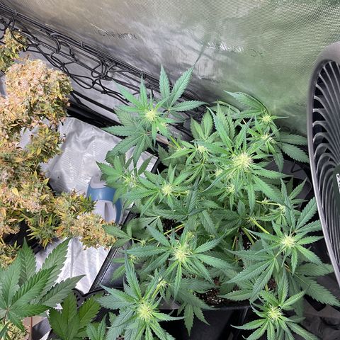 Gorillia Zkittles #1 growlog photo: After defoliating