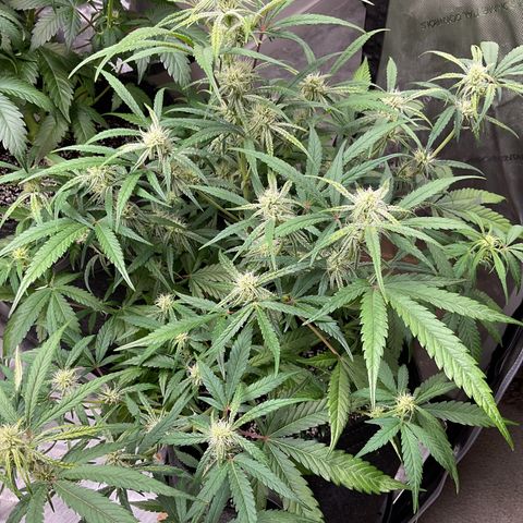 Gorillia Zkittles #3 growlog photo: End of flower week 3