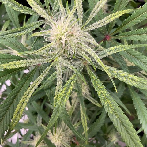 Gorillia Zkittles #3 growlog photo: End of flower week 3