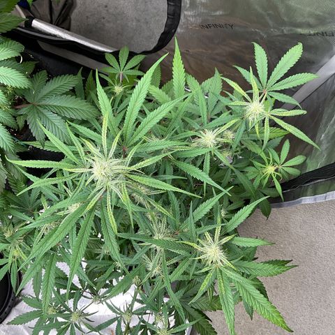Gorillia Zkittles #3 growlog photo: End of flower week 3
