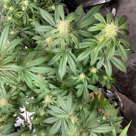 Gorillia Zkittles #2 growlog photo: End of flower week 3