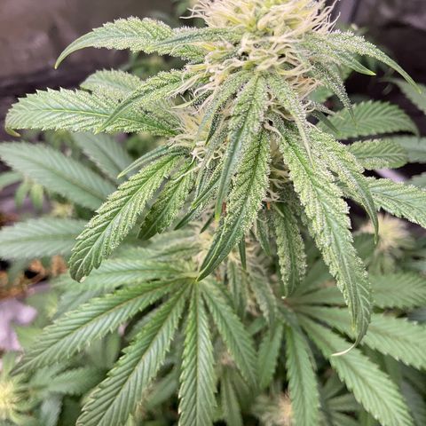Gorillia Zkittles #2 growlog timeline photo