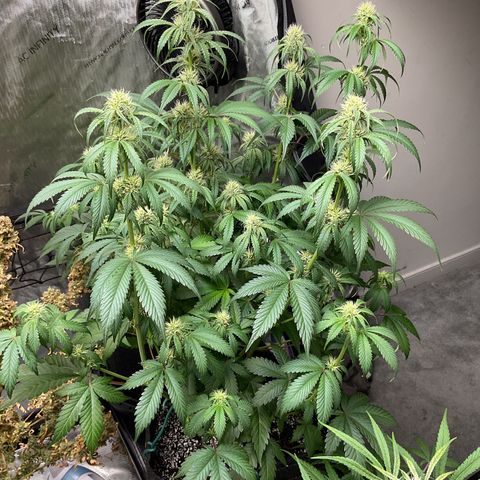 Gorillia Zkittles #2 growlog timeline photo