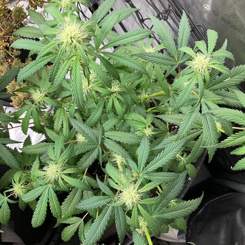 Gorillia Zkittles #1 growlog photo: End of flower week 3