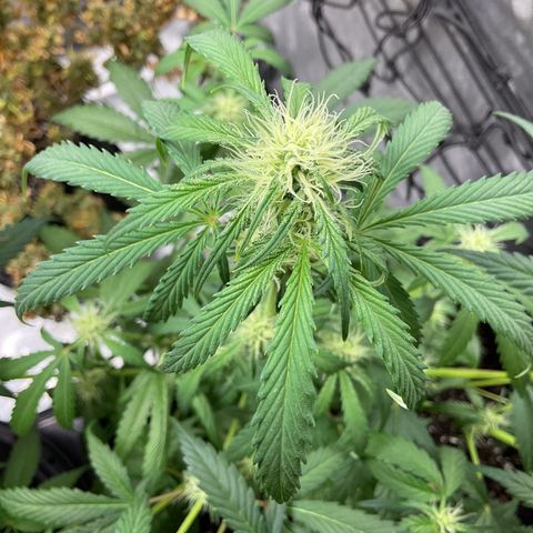 Gorillia Zkittles #1 growlog photo: End of flower week 3