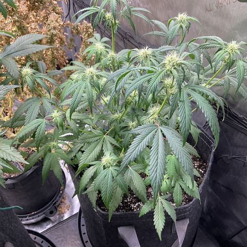Gorillia Zkittles #1 growlog photo: End of flower week 3