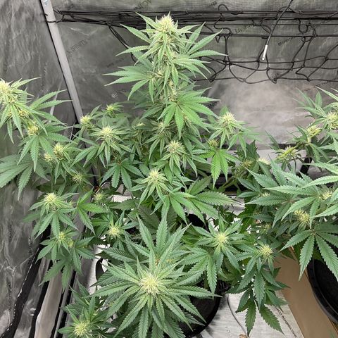 Gorillia Zkittles #2 growlog photo: Flower week 4
