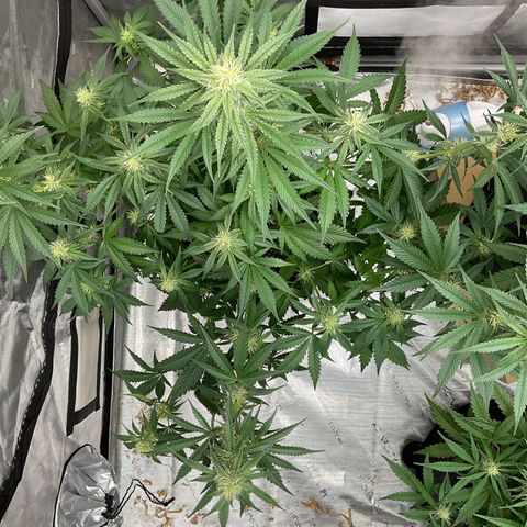 Gorillia Zkittles #2 growlog photo: Flower week 4
