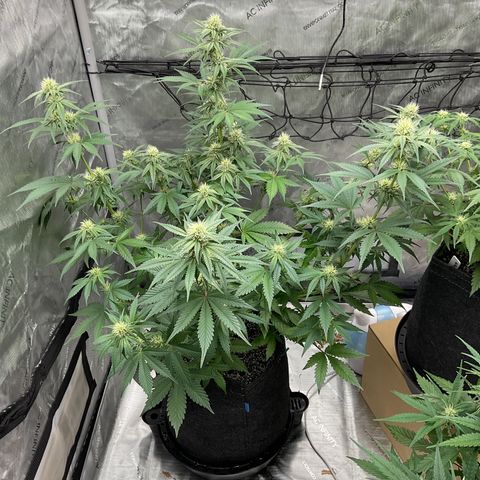 Gorillia Zkittles #2 growlog photo: Flower week 4
