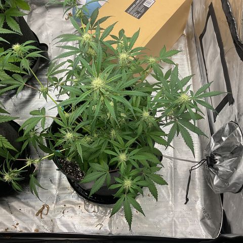 Gorillia Zkittles #1 growlog photo: Flower Week 4
