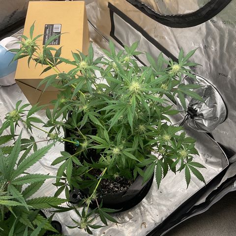 Gorillia Zkittles #1 growlog photo: Flower Week 4