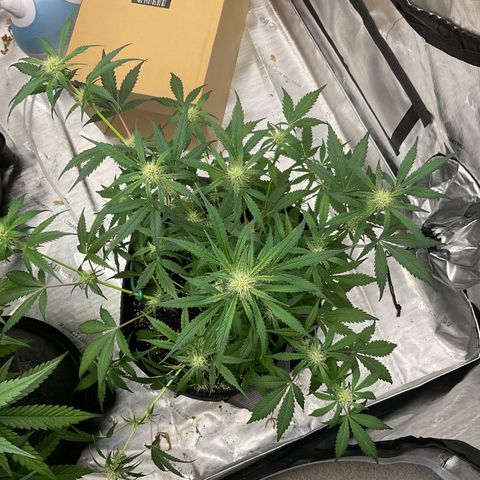 Gorillia Zkittles #1 growlog photo: Flower Week 4