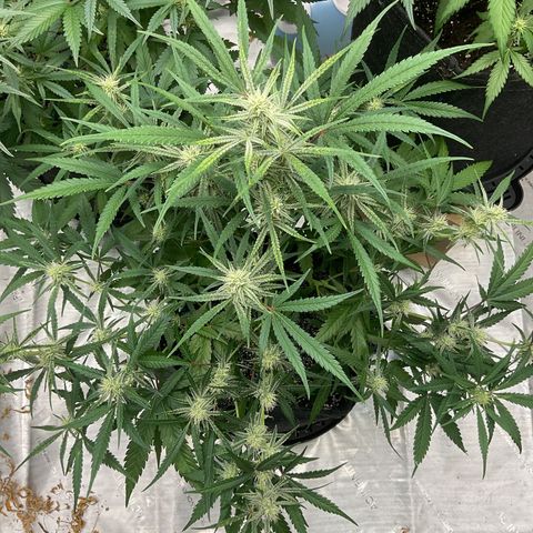 Gorillia Zkittles #3 growlog photo: Flower Week 4