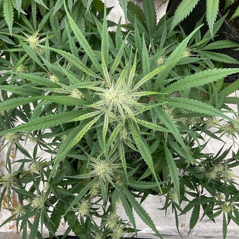 Gorillia Zkittles #3 growlog photo: Flower Week 4