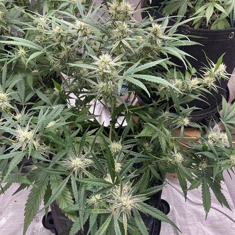 Gorillia Zkittles #3 growlog photo: Flower Week 4