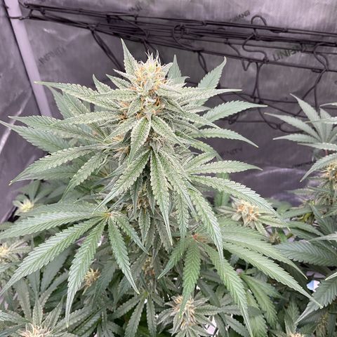 Gorillia Zkittles #2 growlog timeline photo