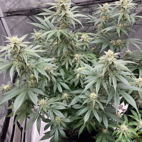 Gorillia Zkittles #2 growlog timeline photo