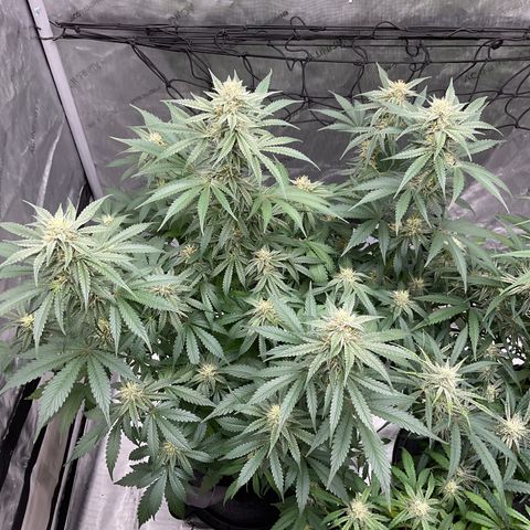 Gorillia Zkittles #2 growlog photo: Flower week 5