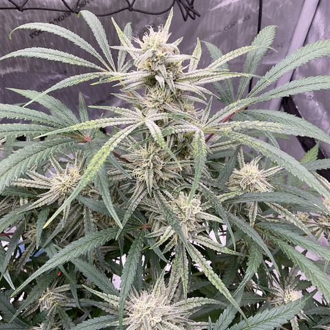 Gorillia Zkittles #3 growlog timeline photo