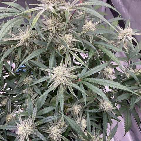 Gorillia Zkittles #3 growlog timeline photo