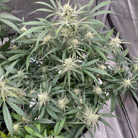 Gorillia Zkittles #3 growlog photo: Flower week 5