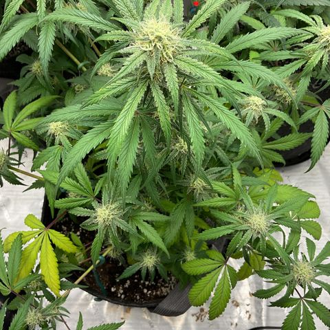 Gorillia Zkittles #1 growlog photo: Flower week 5